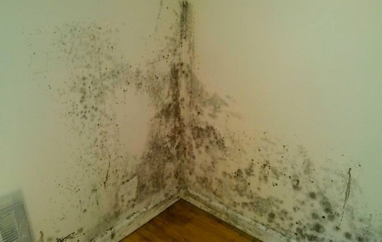 Help! Mould on the walls! What you need to consider before