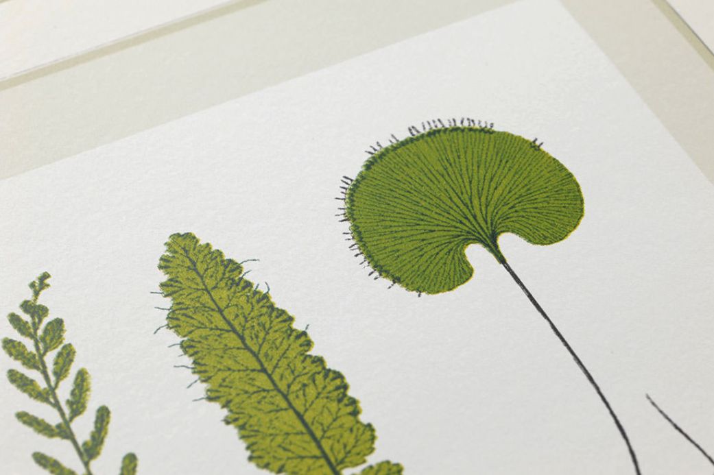 Papier peint botanique Papier peint Sitka vert fougère Vue détail