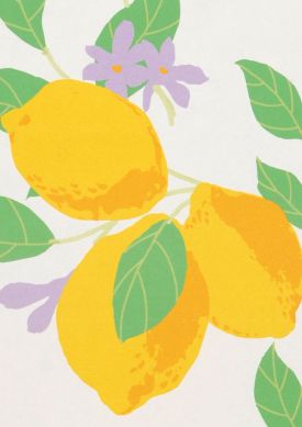 Lemon Lace jaune L’échantillon