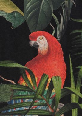 Parrots of Brasil vert L’échantillon