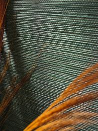 Tapete Grasscloth Impression Kieferngrün