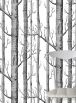 Aperçu: Birch Forest
