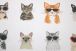 Self-adhesive wallpaper Cool Cats white