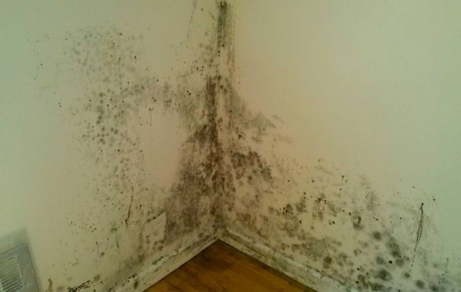 Mold-removal-from-the-wall-under-wallpaper