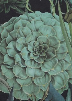 Succulentus Schwarz Muster