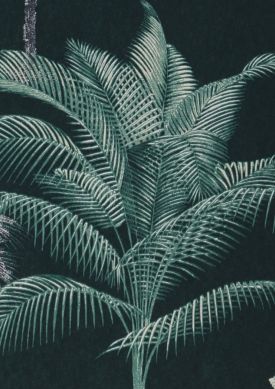 Palmier Imperial verde negrusco Amostra