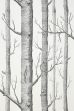 Preview: Birch Forest