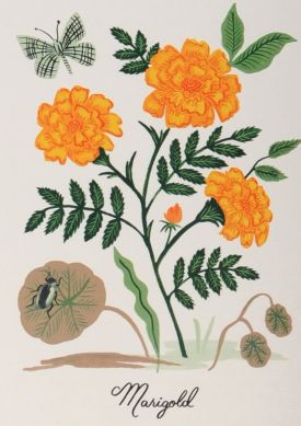Botanical Prints multicolorido Amostra