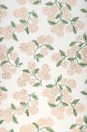 Wallpaper Hydrangea rose